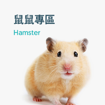 Hamster