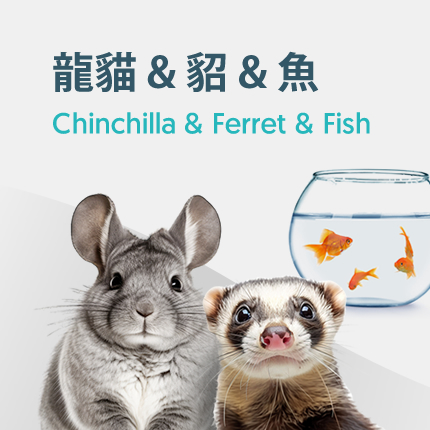 Chinchilla & Ferret & Fish