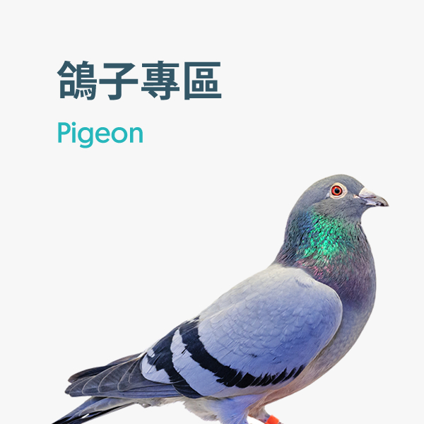 Pigeon