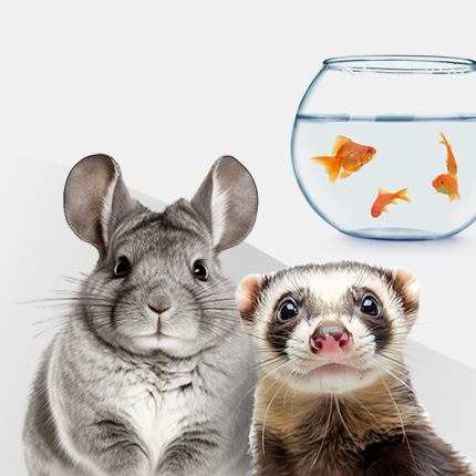 Chinchilla & Ferret & Fish