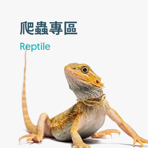 Reptile